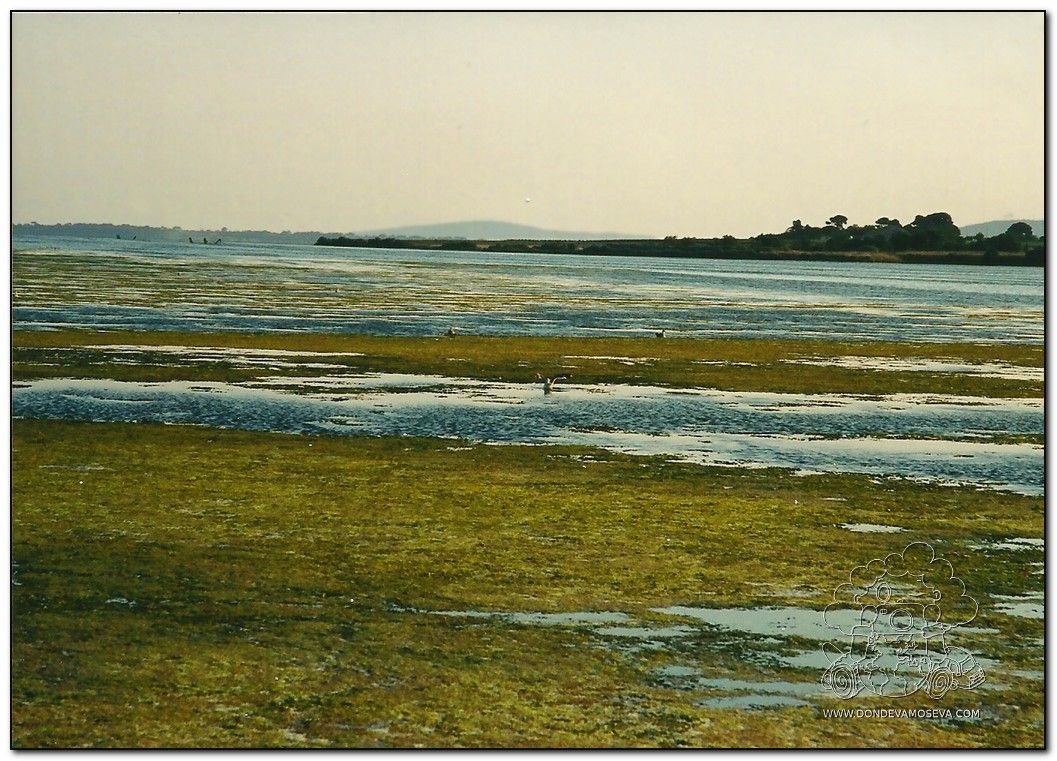 Marismas de Thau perfectas para las aves migratorias
