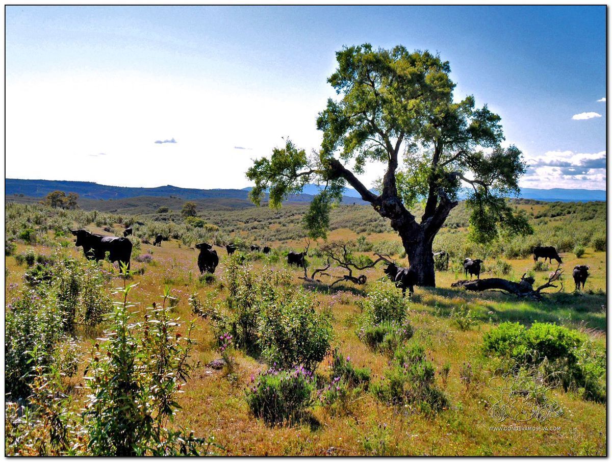 Parque Natural del Tajo Internacional (Cáceres)