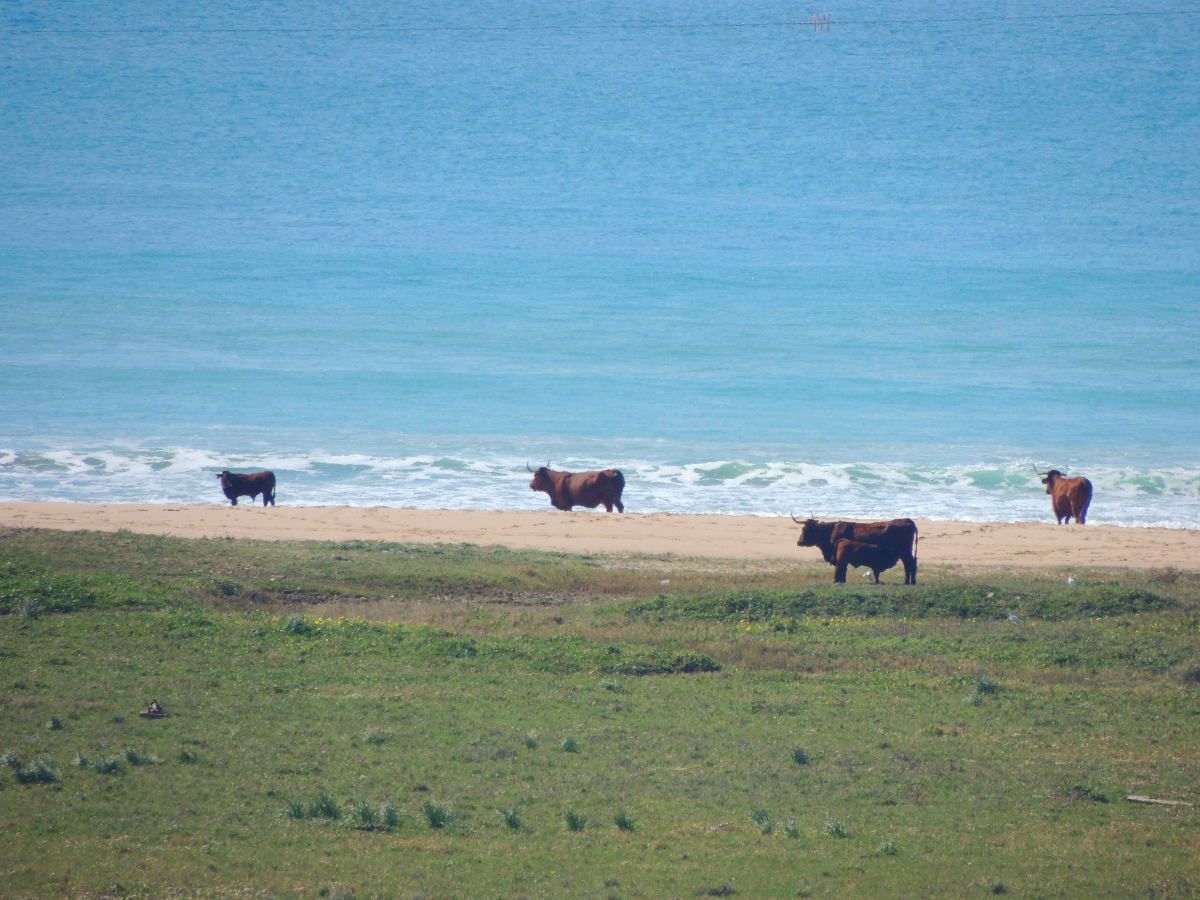 De Barbate a Tarifa, playeando por Cádiz