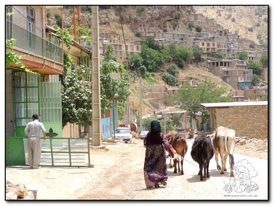 pastora-kurda-llevando-vacas-en-kurdistan-iran