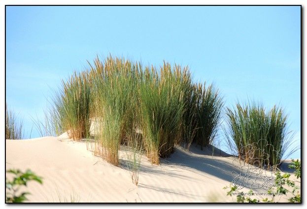 Dunas y vegetación en Westhoek