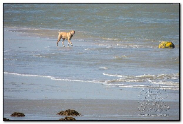 Playa de De Panne, dueños y mascotas disfrutan de la naturaleza salvaje