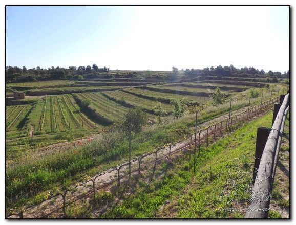 Viñedos en terraza aprovechando la forma tradicional de cultivo en la comarca de Les Garrigues