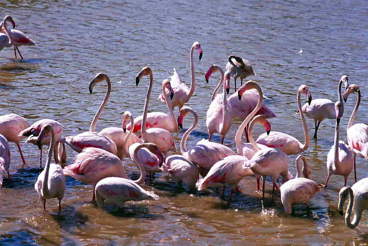 Parque Natural La Camarga