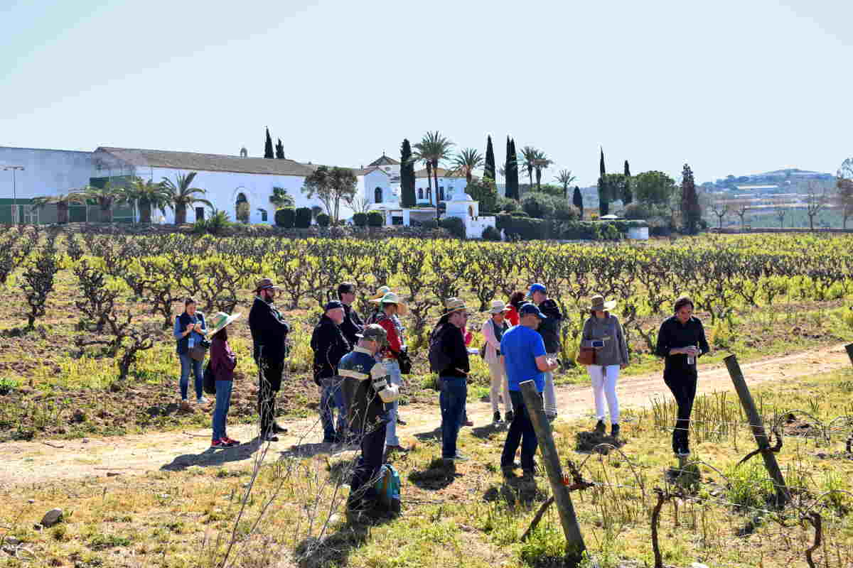 Qué ver en Olèrdola, historia, vino y naturaleza en el Penedès