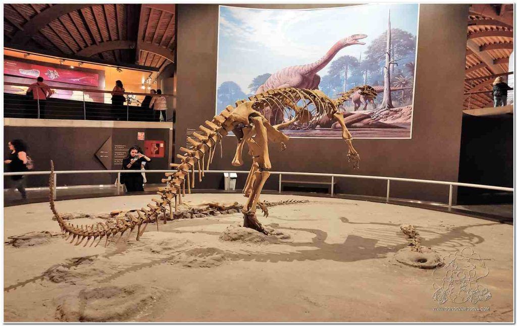 Esqueleto de  Camarasaurus en el MUJA 