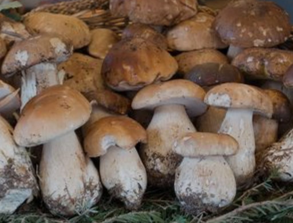 Boletus especialidad gastronomía sanabresa Zamora