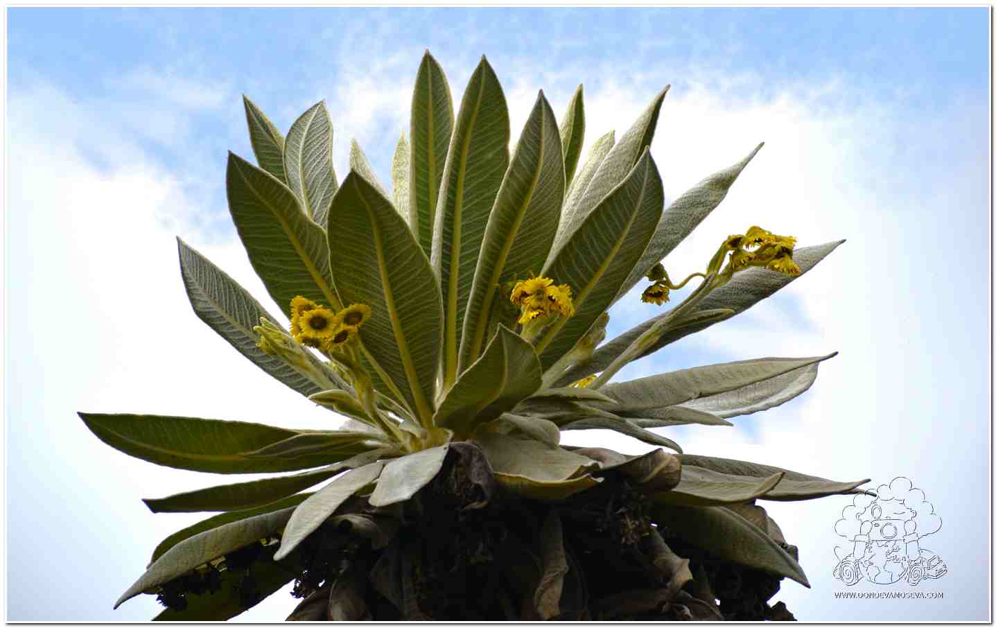 Frailejón especie del páramo en ayura Club Naútico La cocha Nariño Colombia