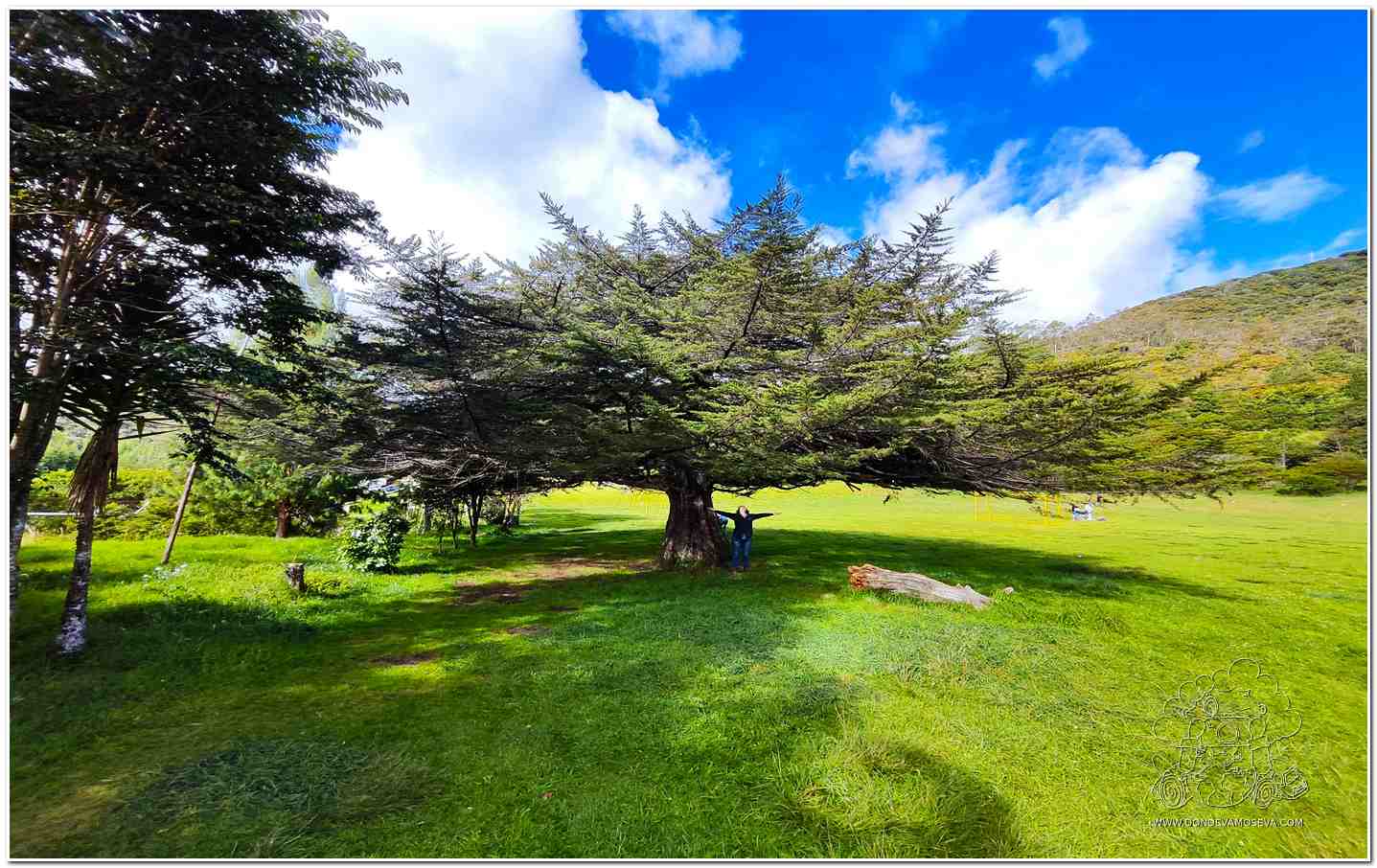 Majestuoso árbol en el Parque Chimayoy