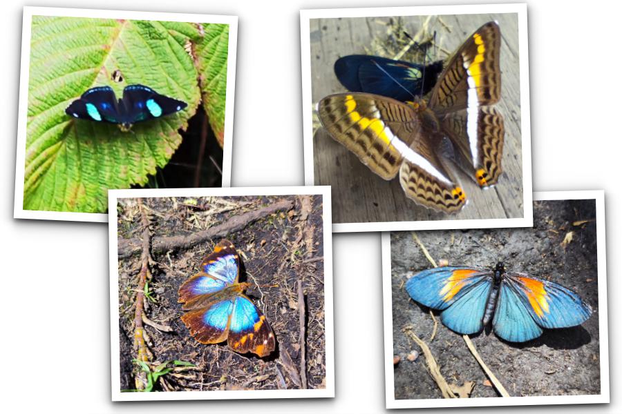 Diferentes mariposas en el Parque Natural Chimayoy