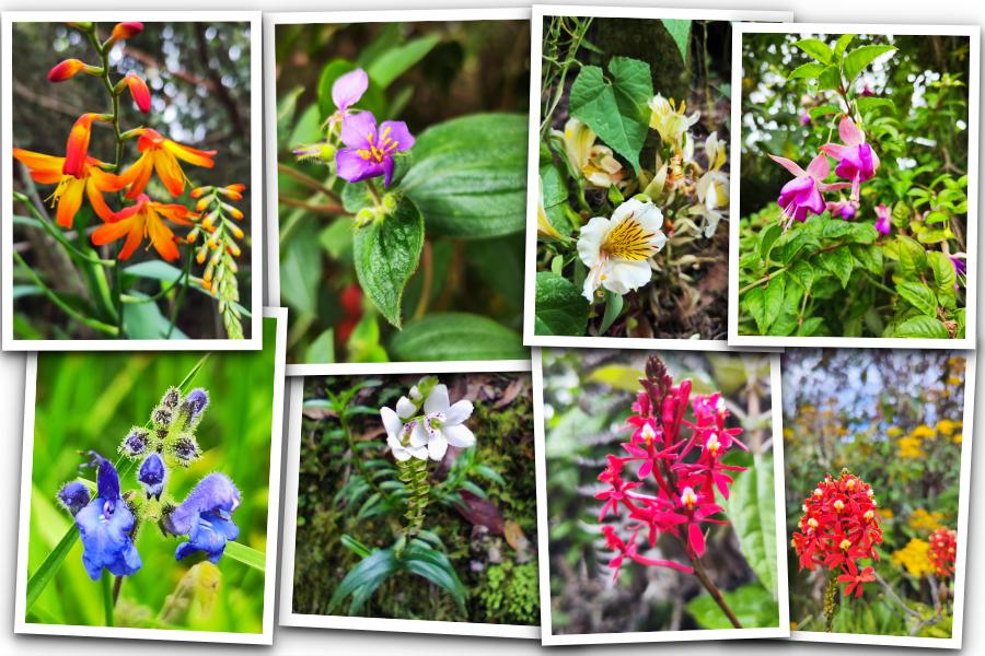 Diferentes especies de orquídeas y otras plantas 