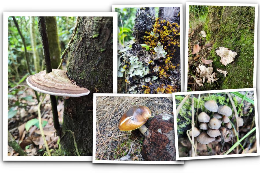 Hongos y otras plantas del bosque Altoandino