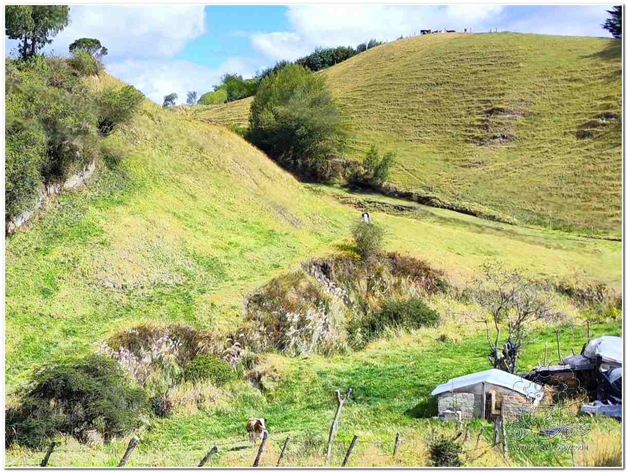 colinas suaves tapizadas de verde de la altiplanice de Nariño, sur de colombia