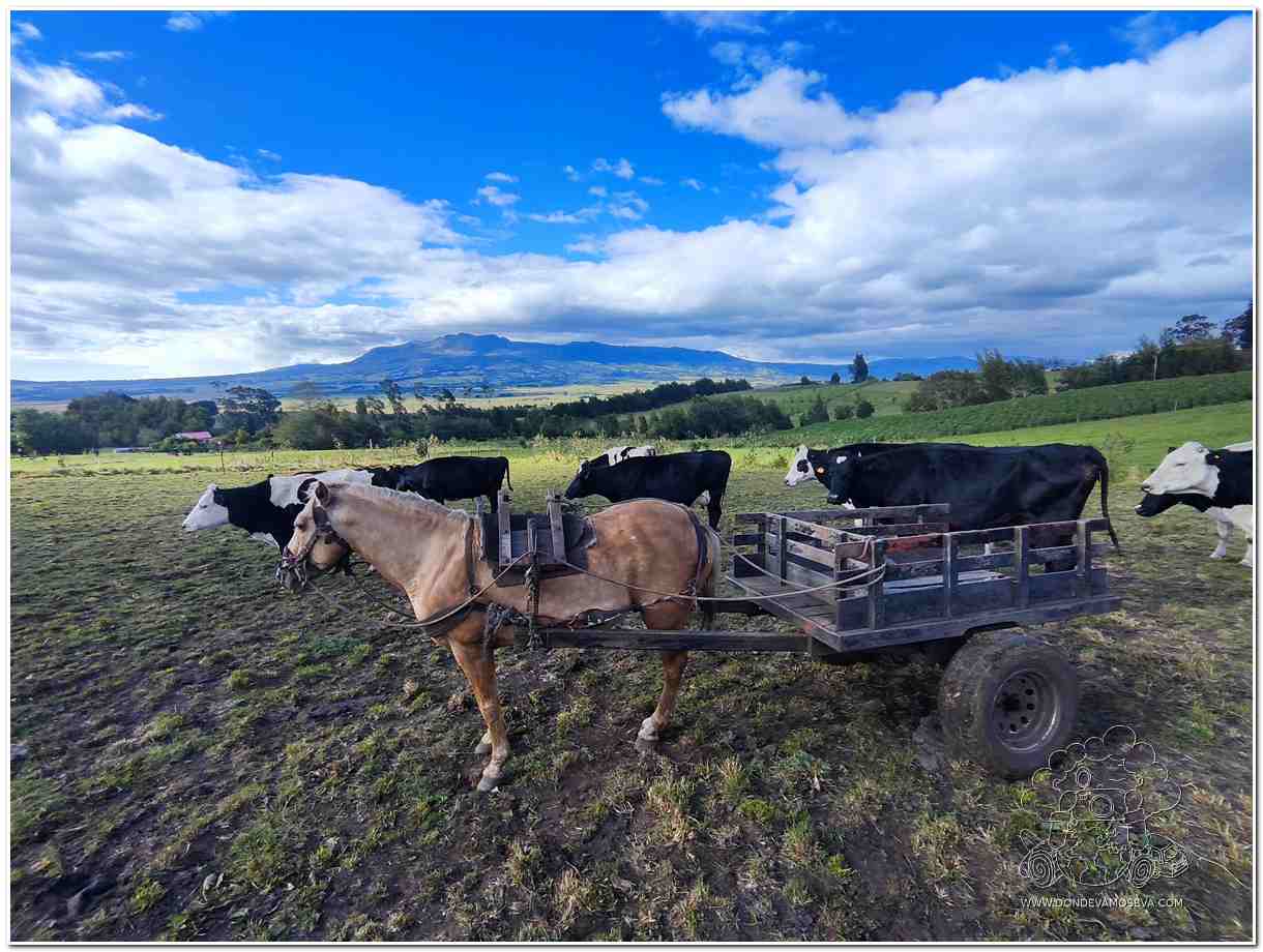 Finca El Potrero del Medio Vereda Arvela en la Ruta agroturística Vía Láctea