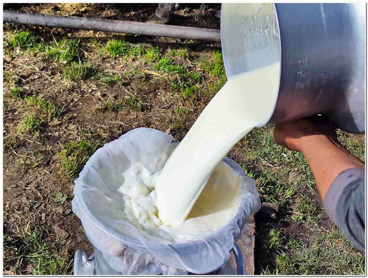Filtrado de la leche recién ordeñada en la finca El Potrero del Medio 