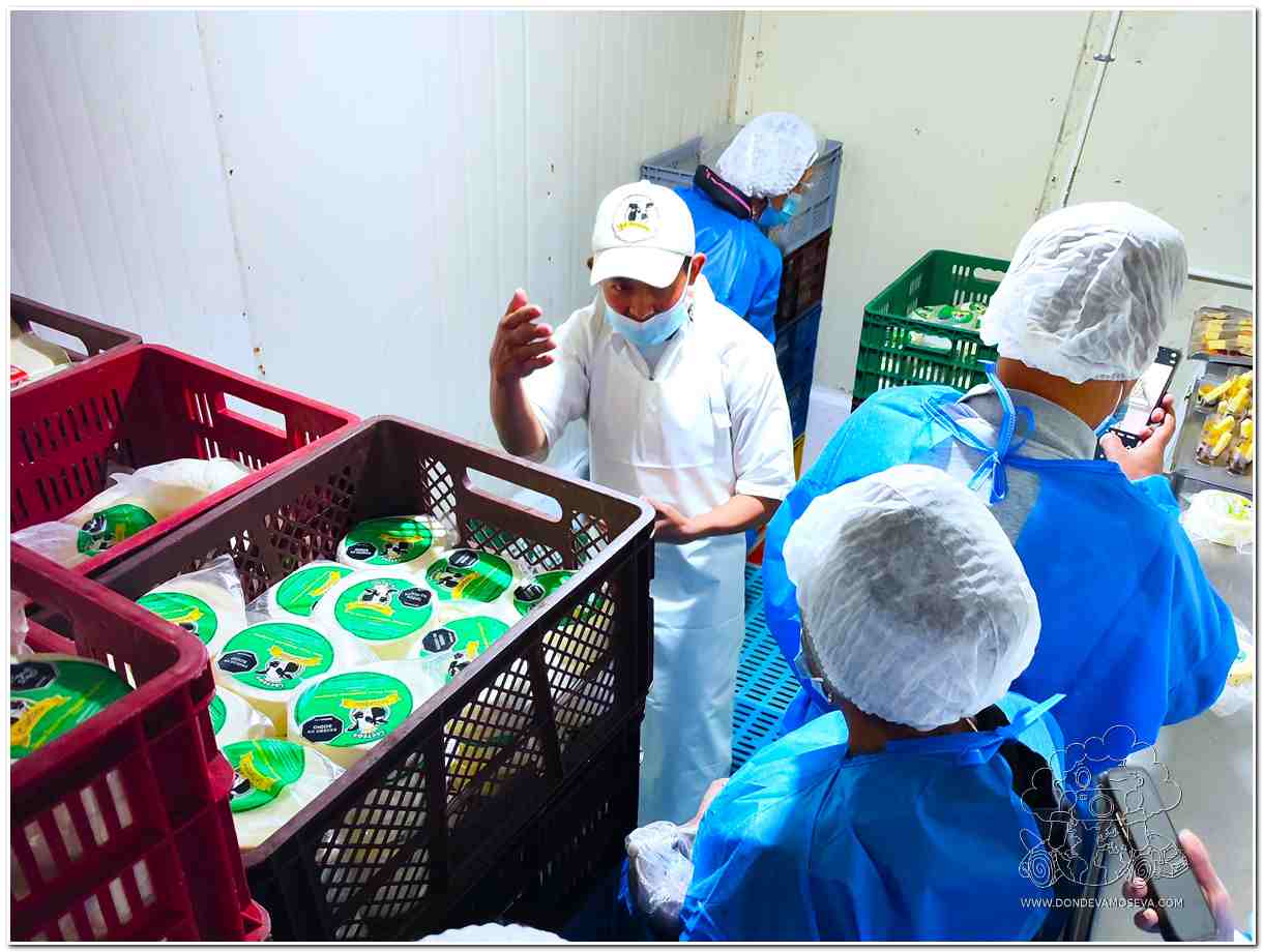 muestra de quesos en cámara frigorífica de la industria La Realeza