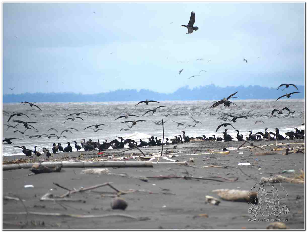 aves en una playa de bocagrande (Tumaco)