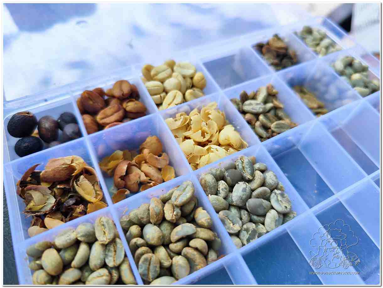 Tipos de grano de café. De izquierda a derecha: Entero, honey y lavado