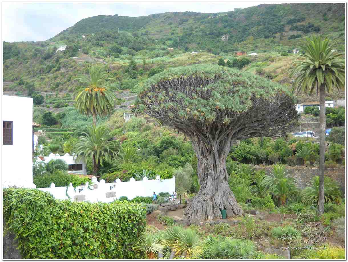 Paisajes espectaculares de una isla idealpara practicar SUP Tenerife