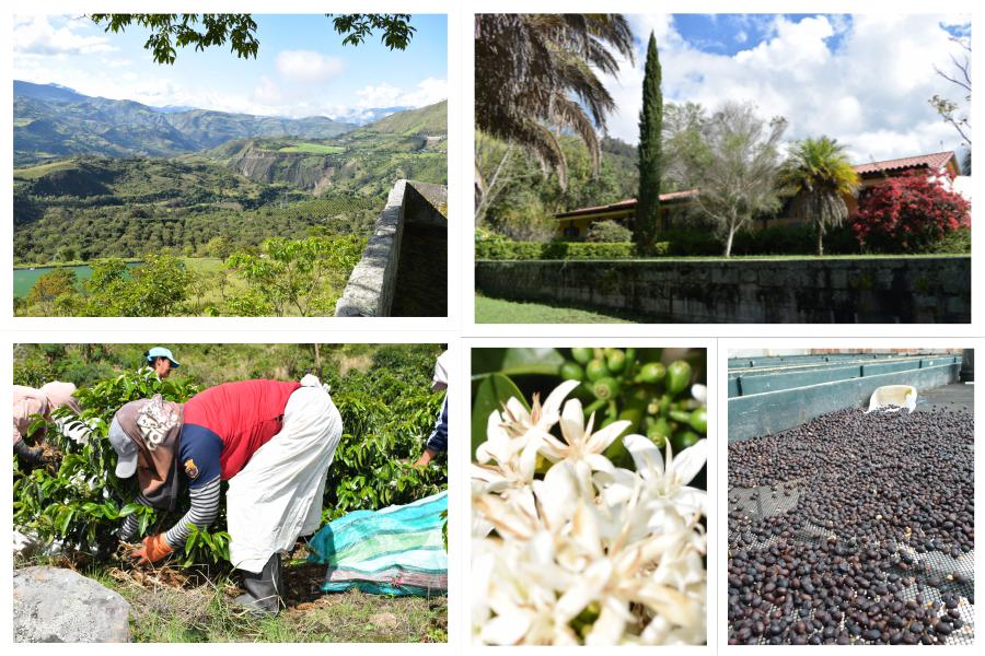 Finca Obraje en la localidad de Tangua, café de altura en NAriño Colombia