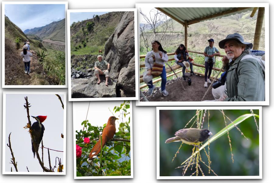 avistamiento de aves en Consacá Nariño