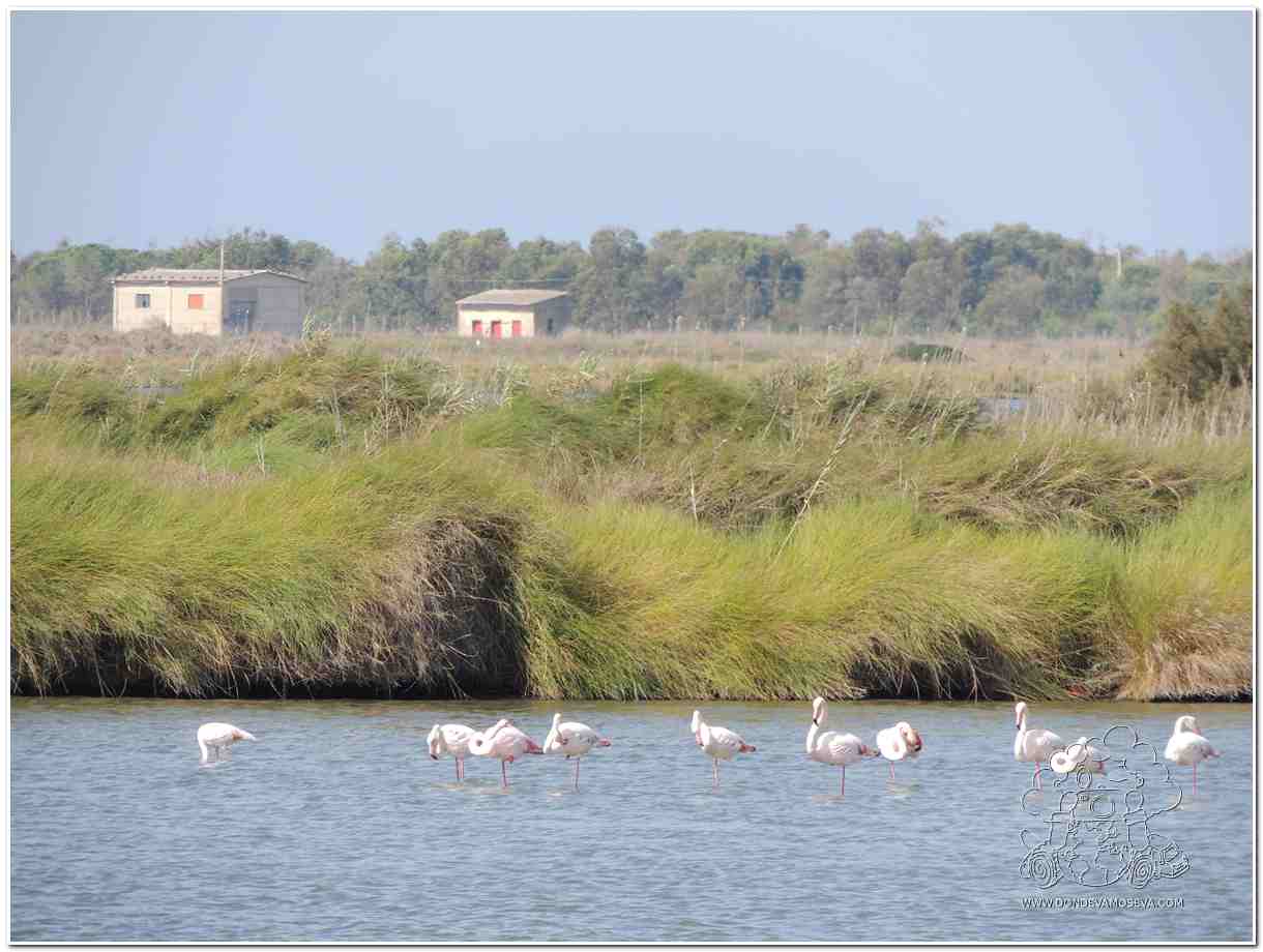 Flamencos Lago de santa Giusta Oristano Cerdeña Italia