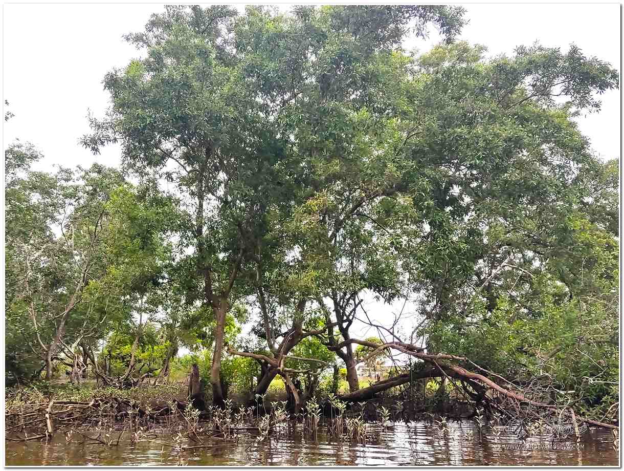 Manglares en Isla Bocagrande Tumaco Pacífico Colombia