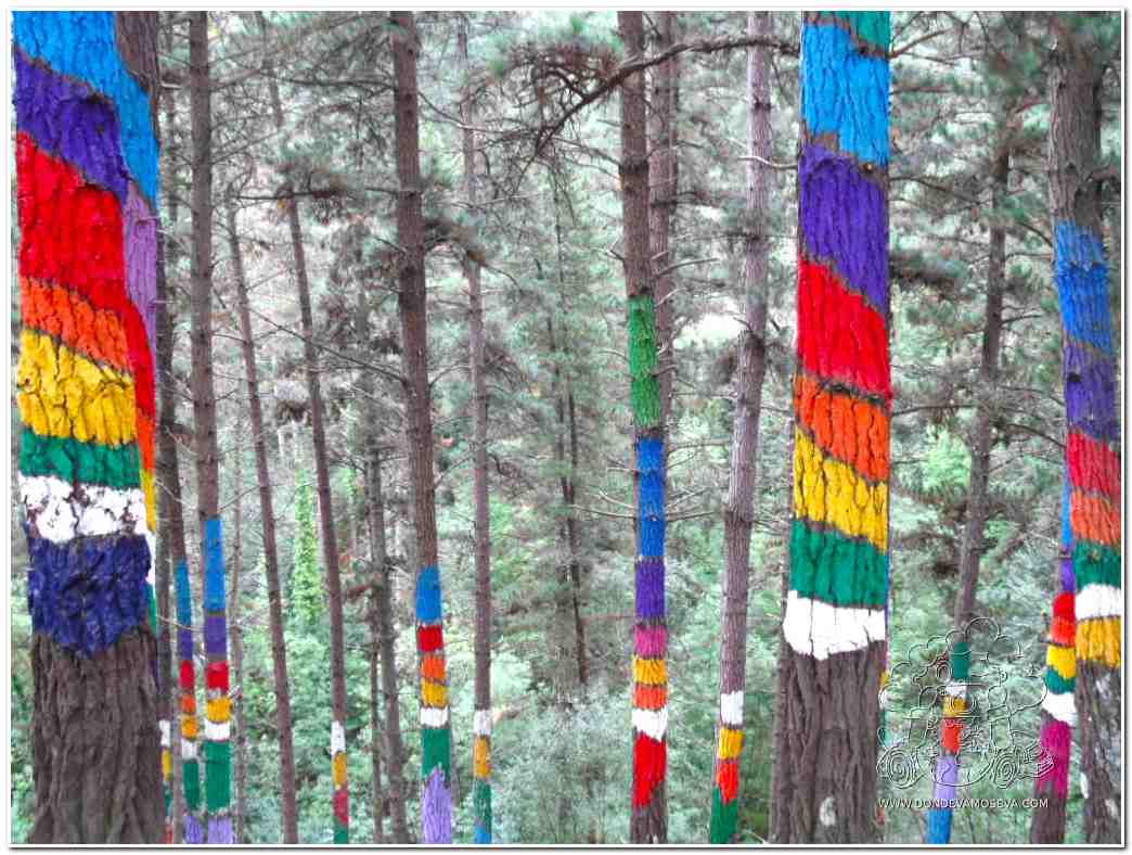 Colores en los árboles Oma