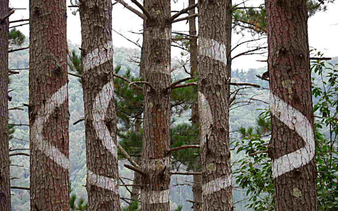El nuevo Bosque de Oma: la segunda vida de un paisaje pintado
