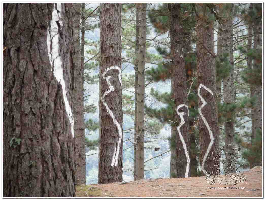 movimiento-perspectivas-pino-bosque-oma