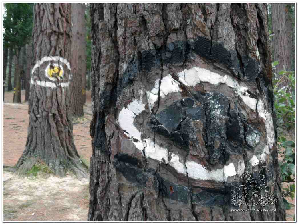 ojos-grande-agustin-ibarrola-bosque-oma-kortazubi-euskadi