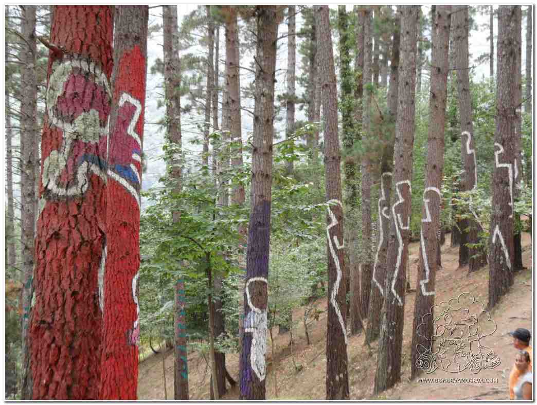 sorgiñe en el bosque de Oma