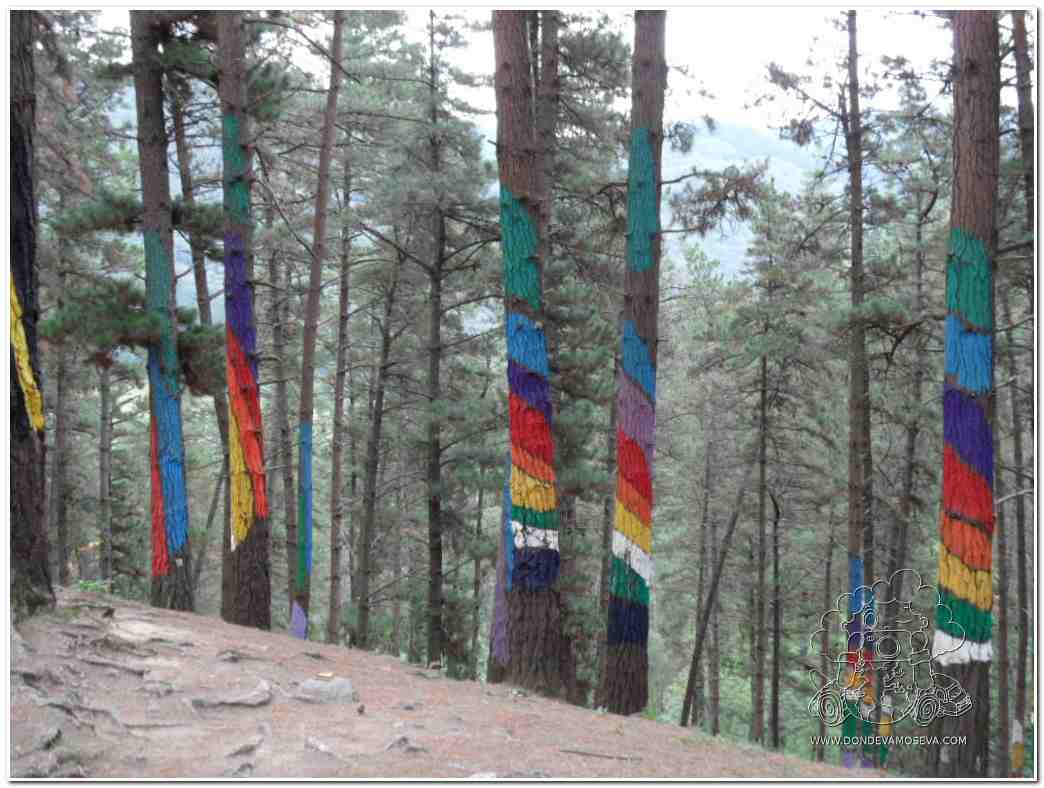 viejo-bosque-oma-pino-afectado-obra-ibarrola