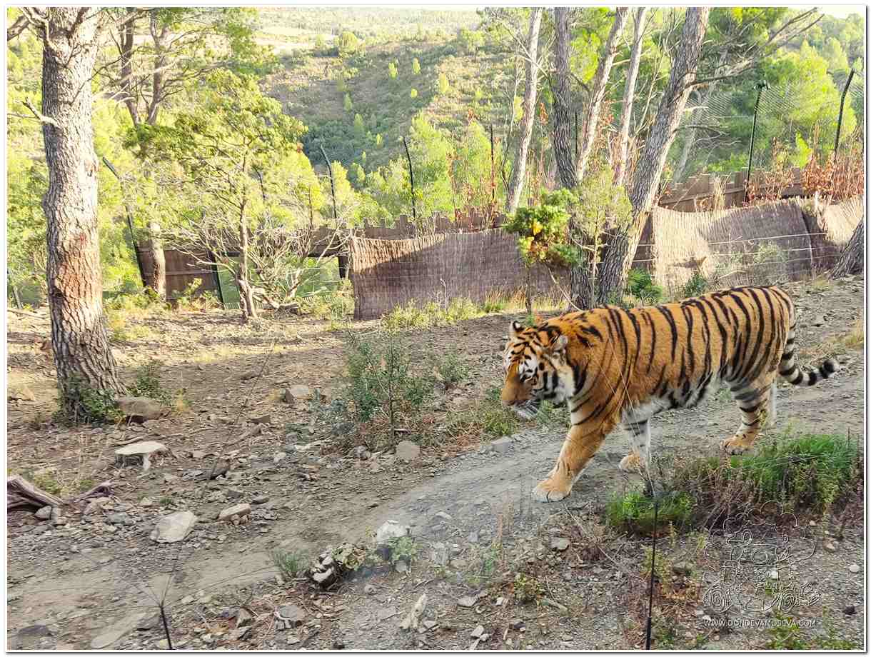 Nepal apuesta por la recuperación de especies como el Tigre