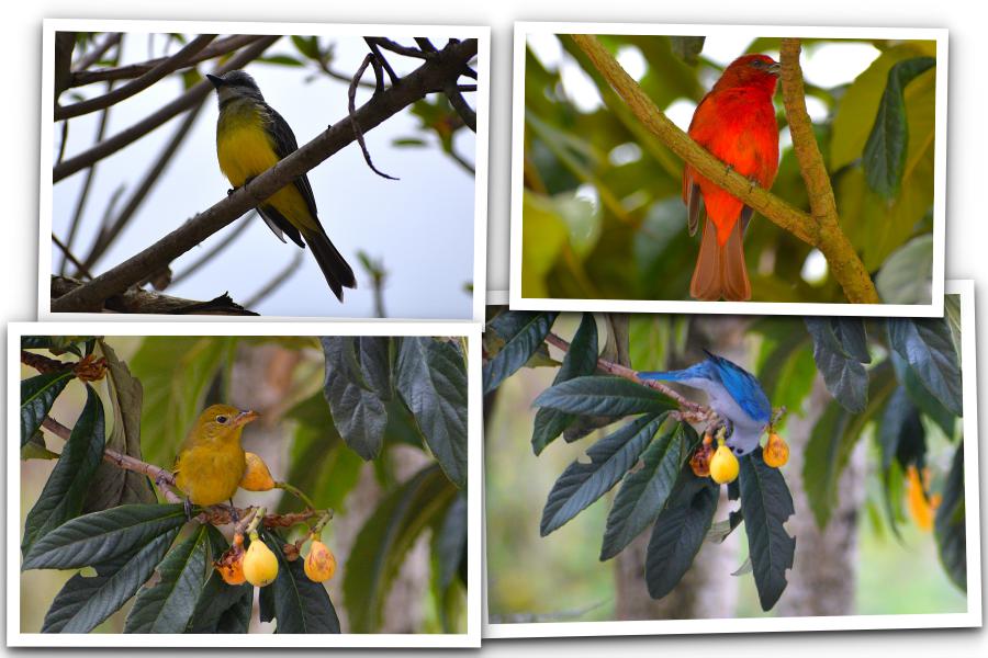 Avistamiento de aves en el Santuario de Flora y Fauna Volcán Galeras