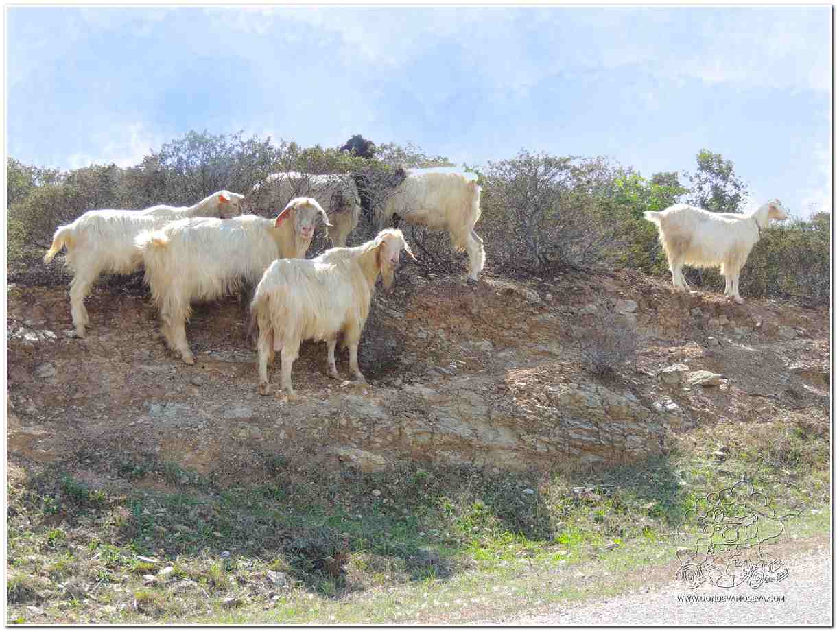 Cabras salvajes cruzando una carretera rural en la Costa Verde de Cerdeña