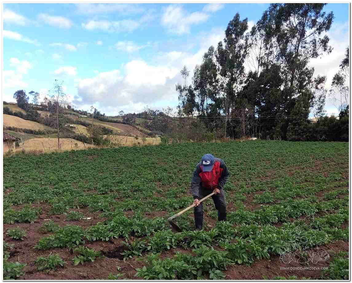 Campesinos nariñenses cosechando papa en los campos de Ospina