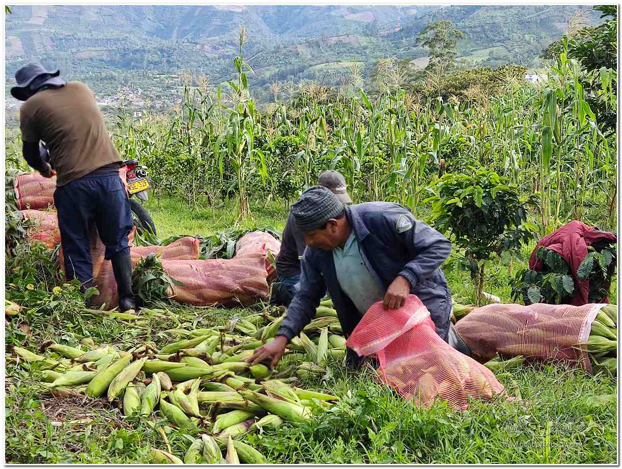 Chagras tradicionales en Cariaco Bajo, agricultura orgánica de Consacá, Nariño