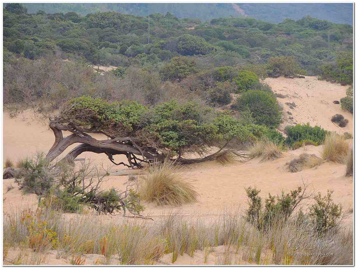 Sabina mediterránea doblada por el viento en la Costa Verde de Cerdeña, símbolo de la fuerza natural de esta costa salvaje