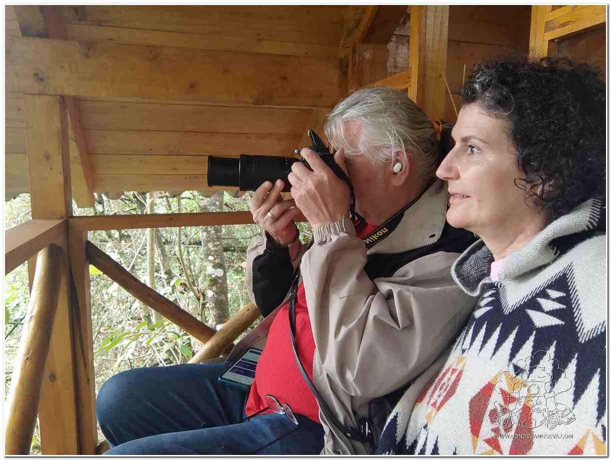 Alojamiento entre los árboles que permite observar a los pájaros