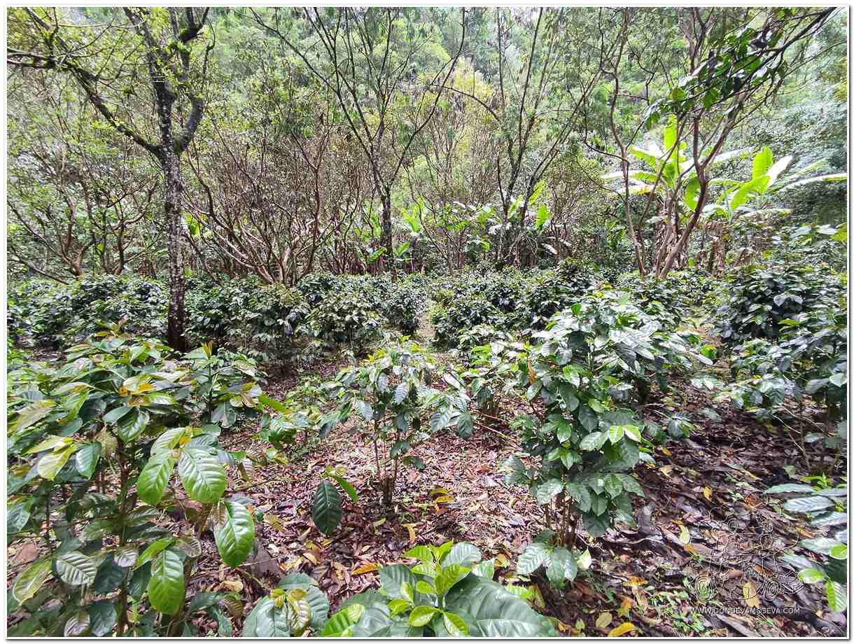Paseo por la reserva natural de Jazmín de la Noche en Consacá