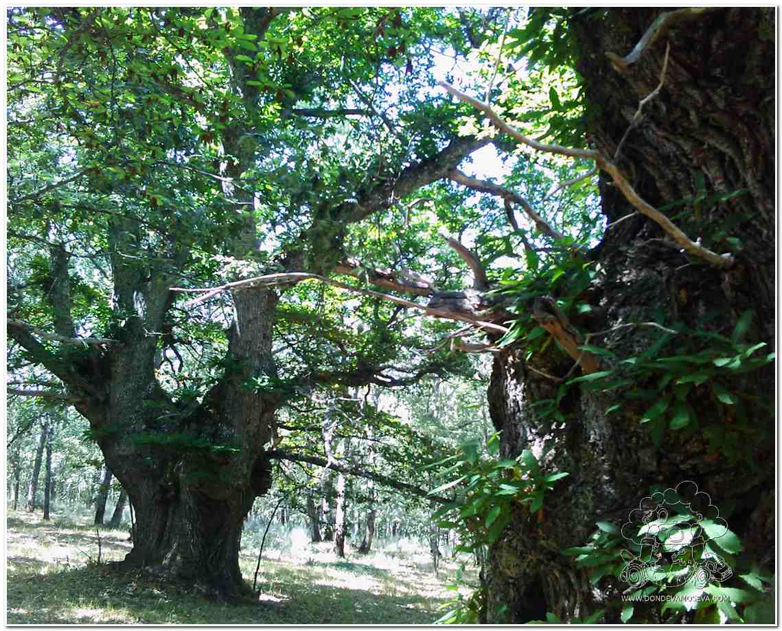 Bosque otoñal en Hermisende, en la frontera entre Zamora, Galicia y Portugal