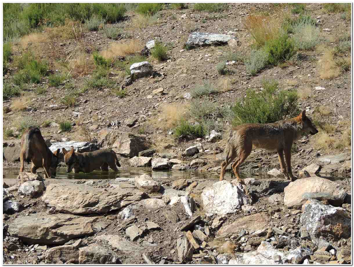 Lobo ibérico en el Parque Natural del Lago de Sanabria