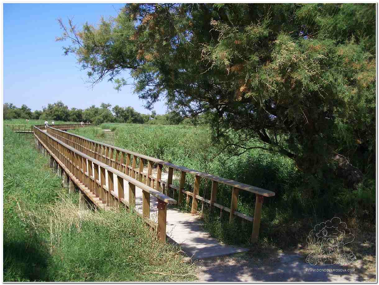 Parque Nacional Tablas de Daimiel, naturaleza en la España Vaciada