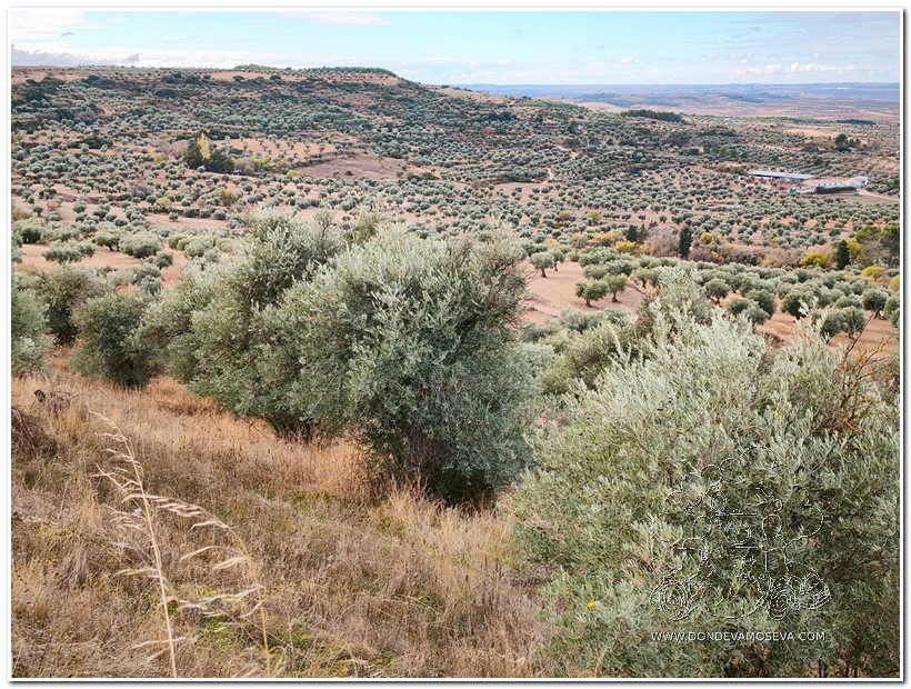 Extensión de olivares, Chinchón también presume de sus rutas de naturaleza