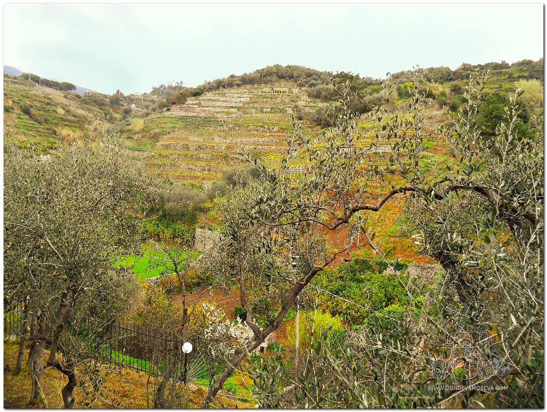 Terrazas de cultivo en las colinas del Cinque Terre