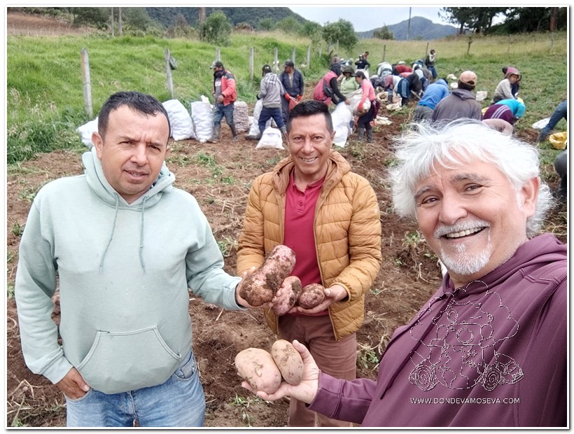 Papas nativas de Nariño, base de la gastronomía de Pasto