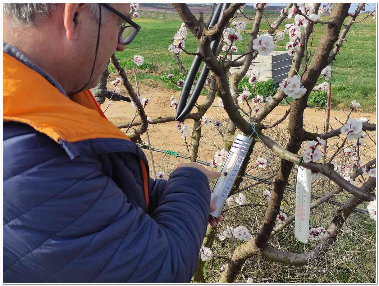 agricultor del Segrià explicando frutales en flor