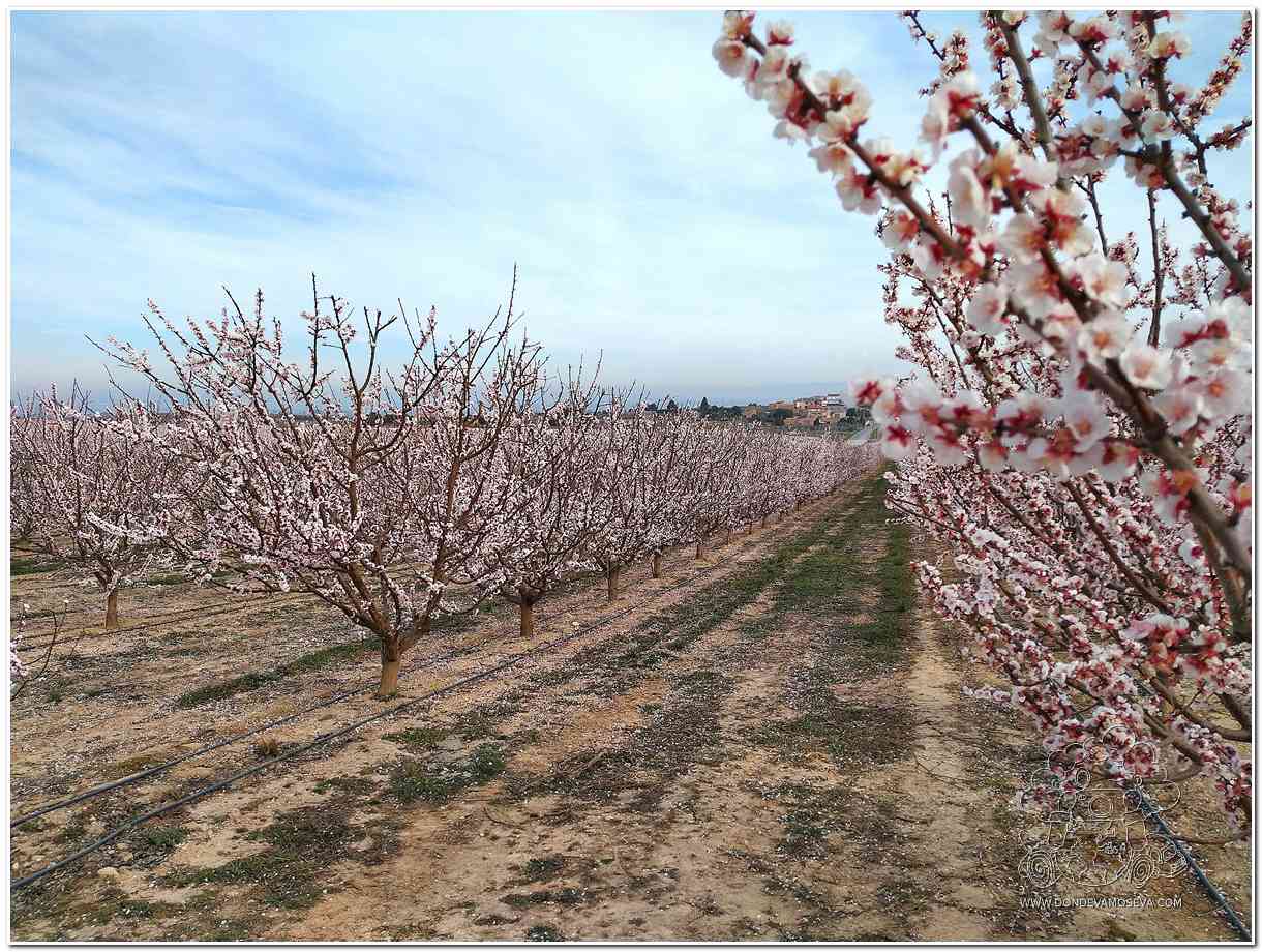 camino rural entre campos de frutales en flor Segrià