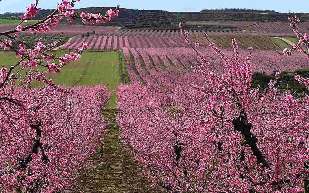 Campos en flor de Lleida: ruta por el Segrià más allá de Aitona
